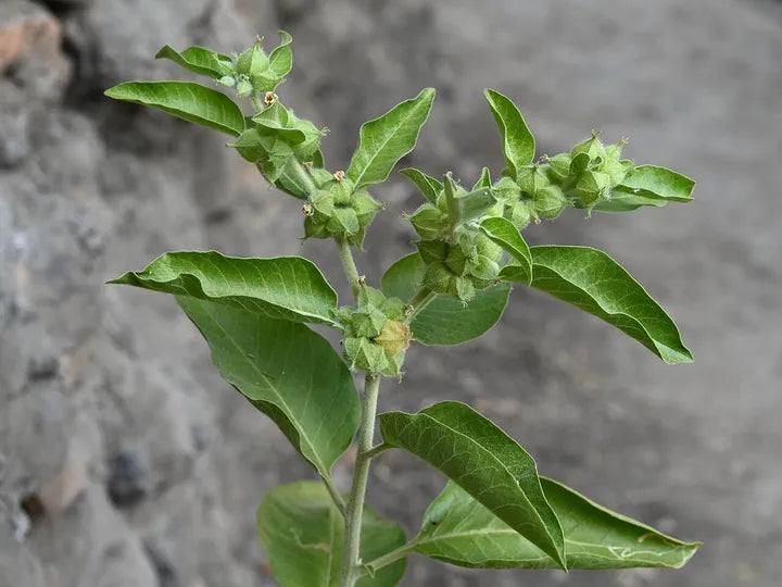 Ashwagandha