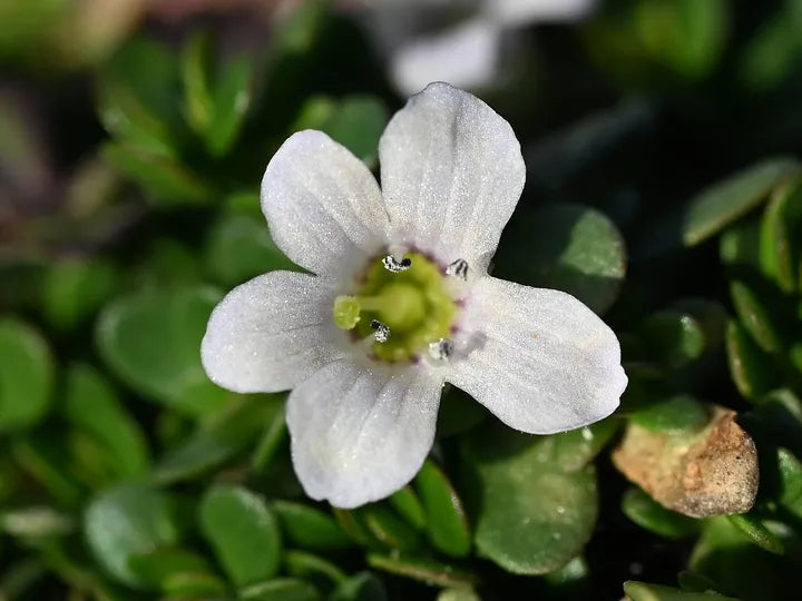Bacopa Monnieri