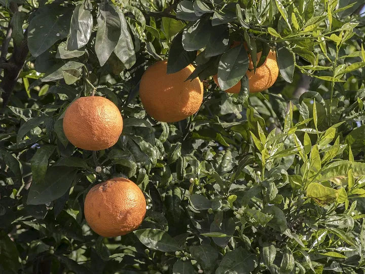 Citrus Aurantium