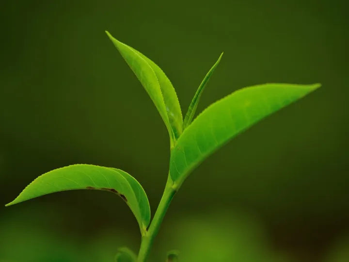 Green Tea Extract