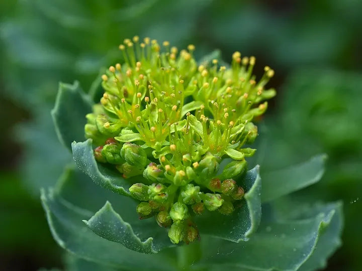 Rhodiola Rosea